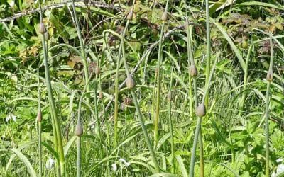 Isles of Scilly Grassland & Plants Species List