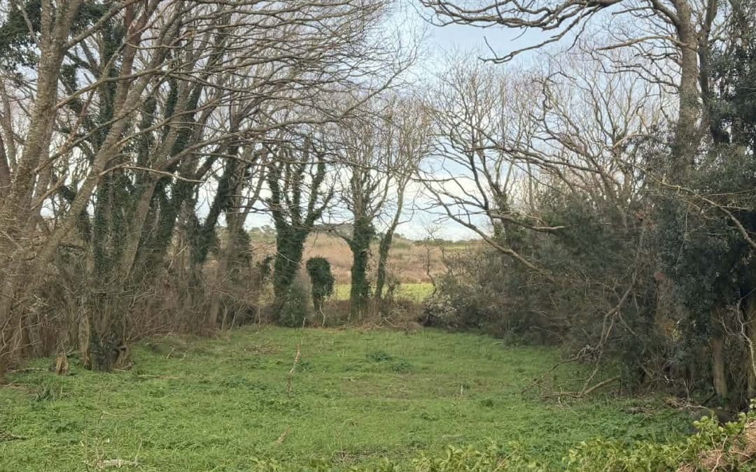 Small is Beautiful update, Spring 2026